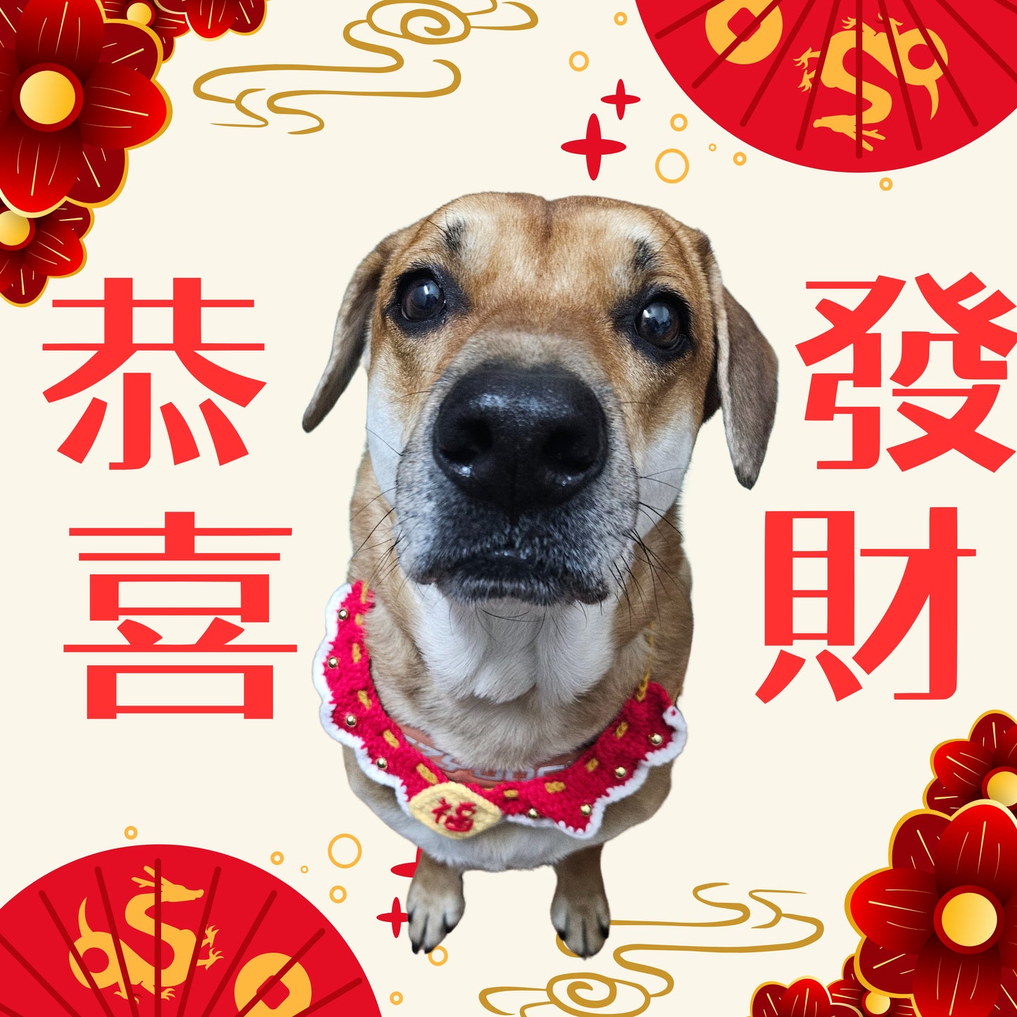 新春寵物養生福袋